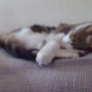 Meet your Posher, Allison